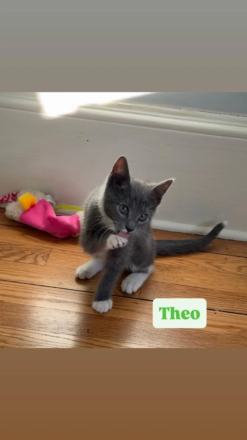 Theo thumbnail 2