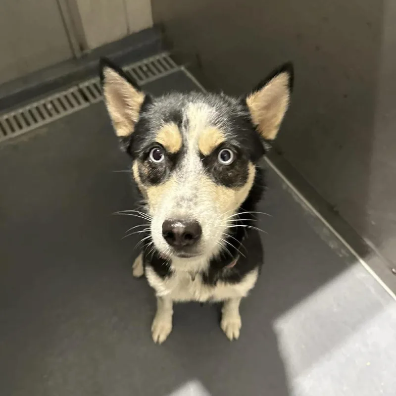 An adult medium-sized female Black Husky dog named Lumi for adoption in Austin, TX