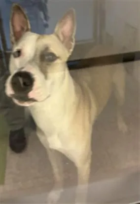 A young medium-sized male Pit Bull Terrier dog named Mario A for adoption in Plano, TX