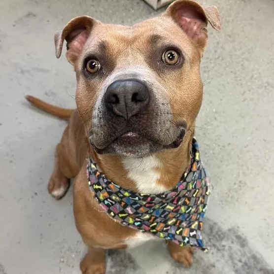 An adult medium-sized male Yellow / Tan / Blond / Fawn Pit Bull Terrier dog named Blue for adoption in Turlock, CA