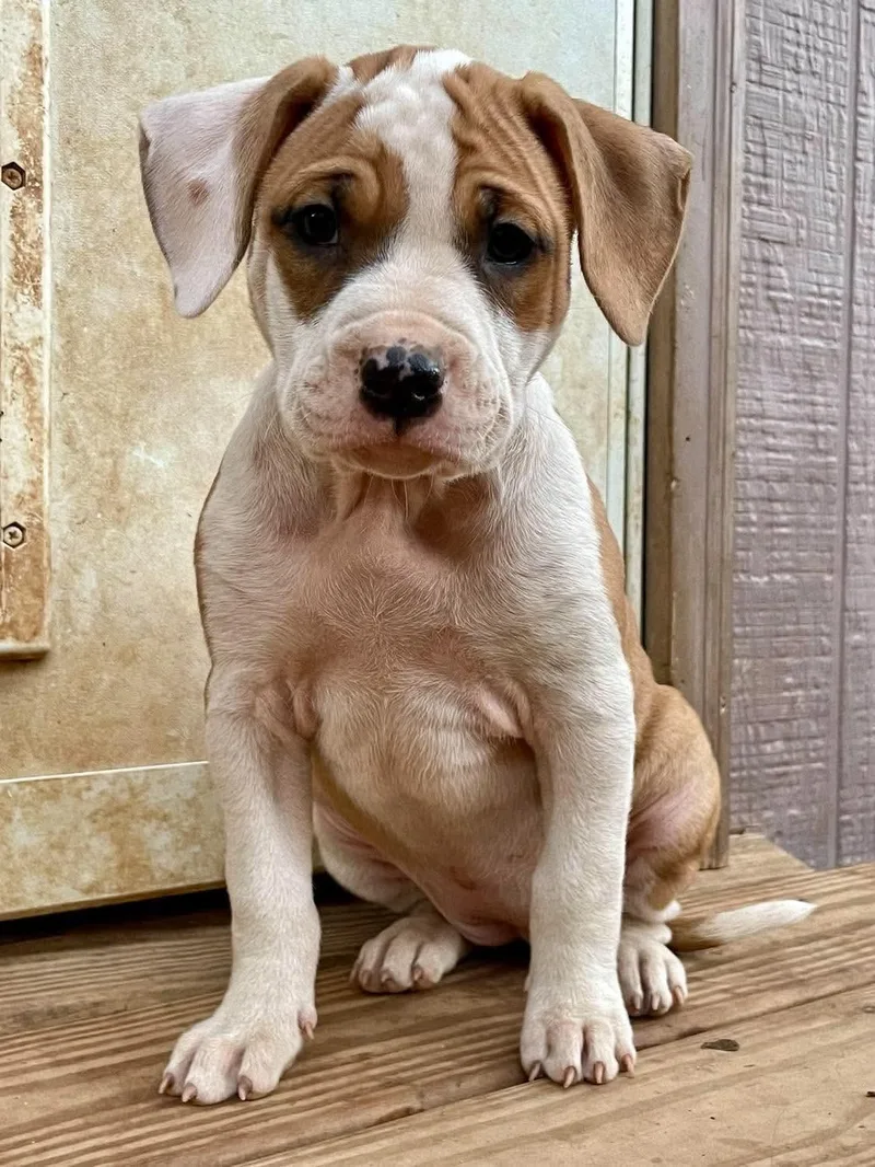 A baby medium-sized female Pit Bull Terrier dog named Susana for adoption in Carmel, NY