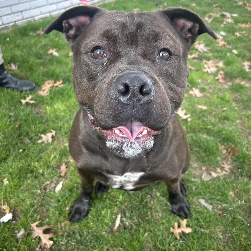An adult large-sized male Brown / Chocolate Pit Bull Terrier dog named Chop for adoption in Weimar, CA