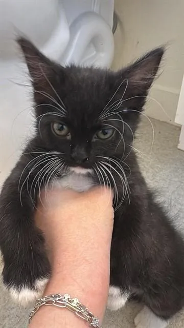 A baby small-sized female Domestic Medium Hair cat named Jet for adoption in West Valley City, UT