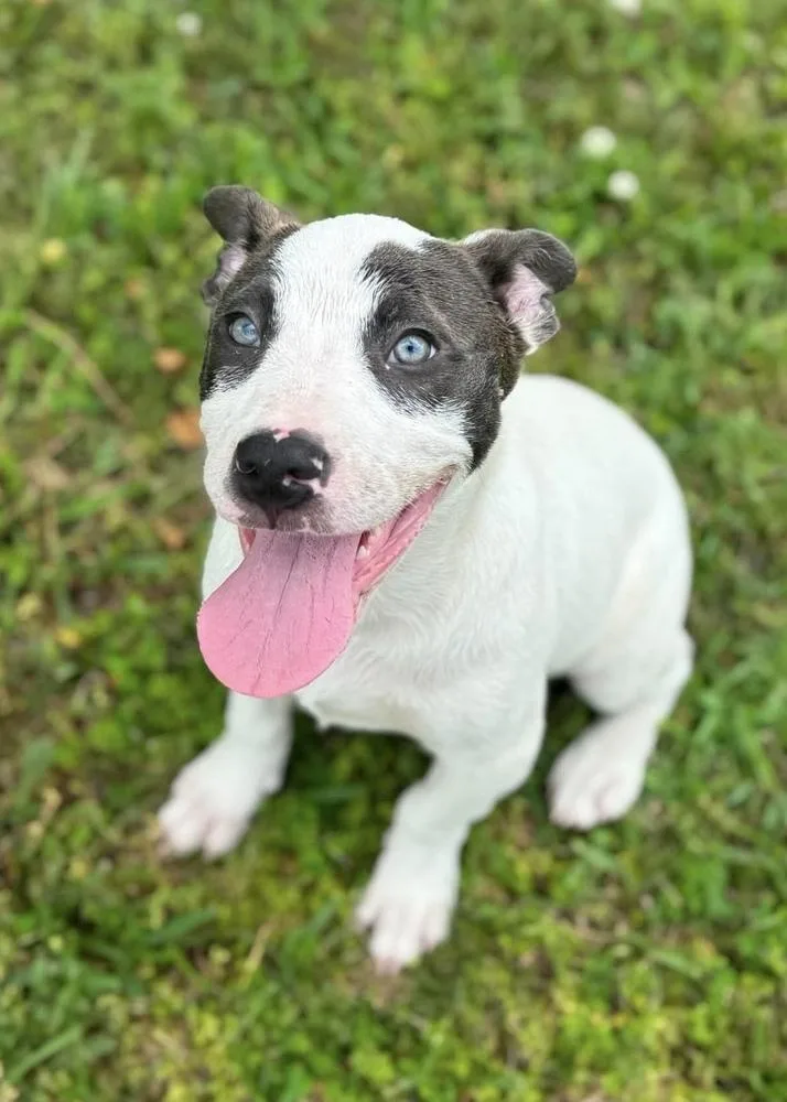A baby medium-sized female Pit Bull Terrier dog named Polly Pocket for adoption in Syracuse, NY