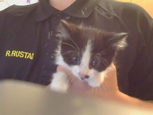 A baby small-sized male Domestic Short Hair cat named Frank for adoption in Sacramento, CA