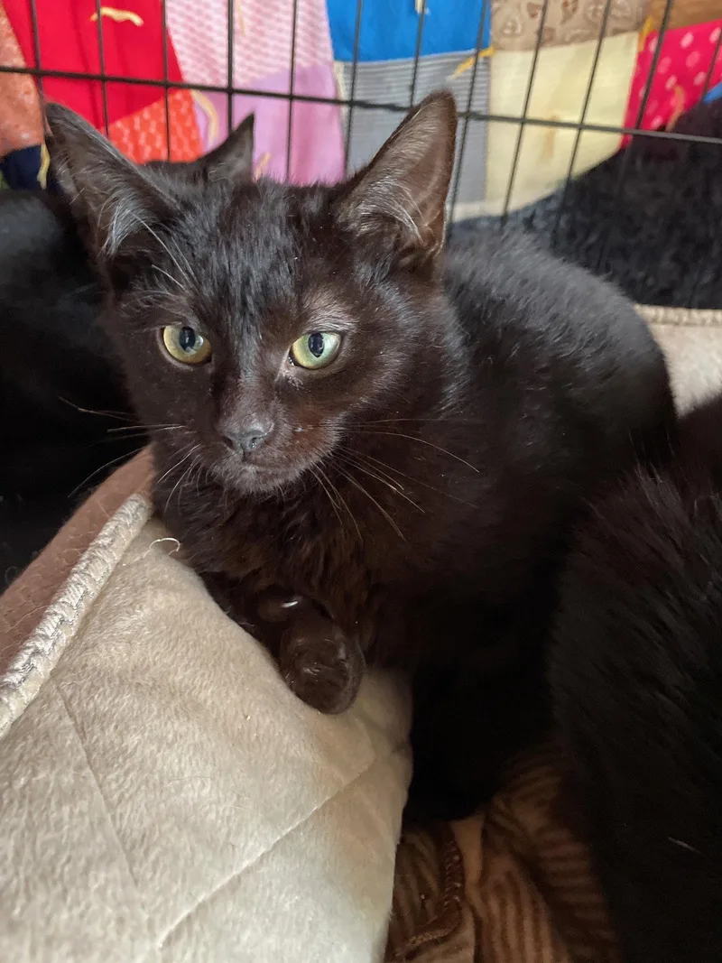 A baby medium-sized female Black Domestic Short Hair cat named Chanel for adoption in Island Lake, IL