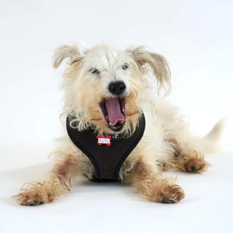 A senior small-sized male White / Cream Terrier dog named Mango Tango for adoption in San Francisco, CA