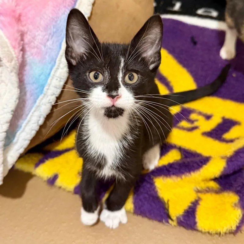 A baby small-sized male Black Domestic Short Hair cat named Grilled Cheese for adoption in Agoura Hills, CA