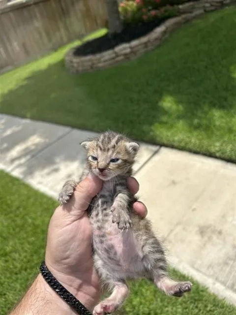 A baby small-sized male Domestic Short Hair cat named A for adoption in Houston, TX