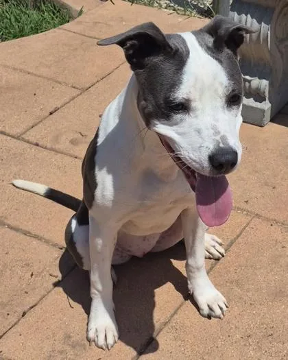A baby medium-sized female Terrier dog named Flower for adoption in Shreveport, LA