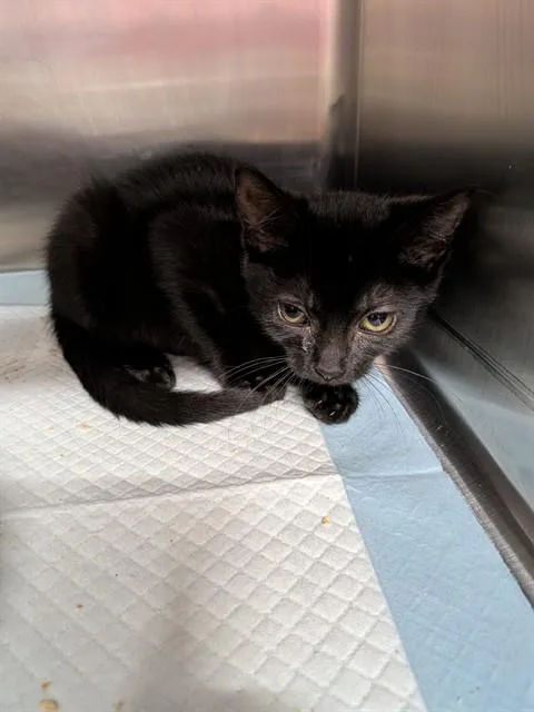 A baby small-sized female Domestic Short Hair cat named Tani for adoption in Westminster, MD