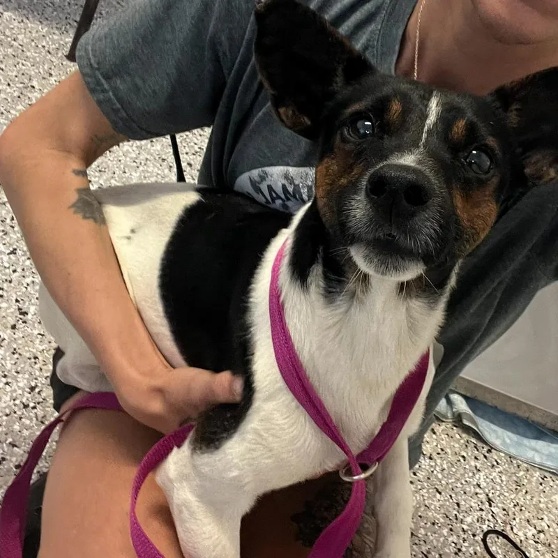 A young small-sized male Black Jack Russell Terrier dog named Odysseus for adoption in Hattiesburg, MS