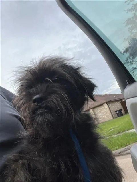 An adult medium-sized female Cairn Terrier dog named A for adoption in Houston, TX