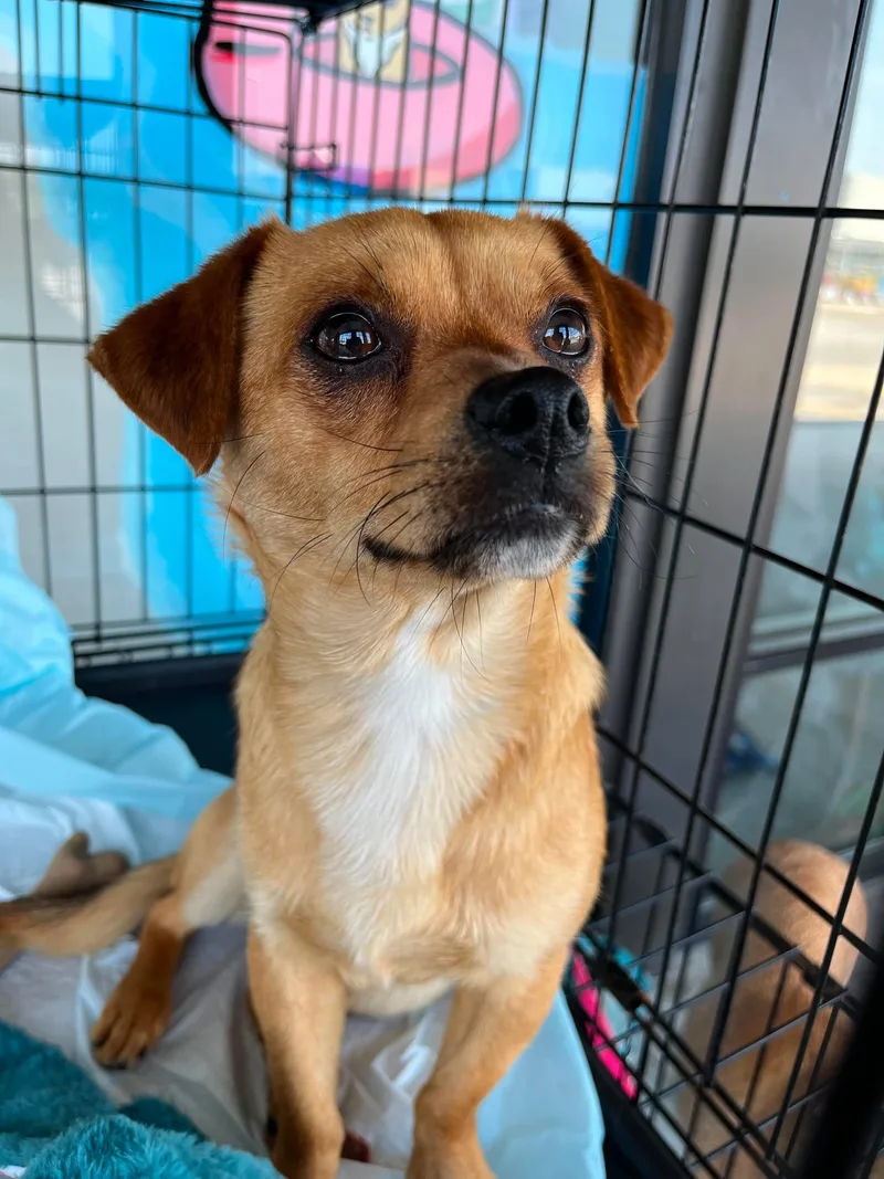 A young small-sized male Brown / Chocolate Chihuahua dog named Rollie for adoption in Wilmington, NC