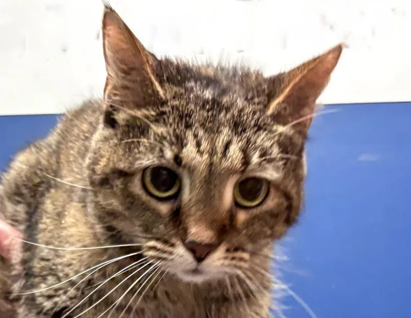 An adult medium-sized female Torbie Domestic Short Hair cat named Nova for adoption in Columbus, IN