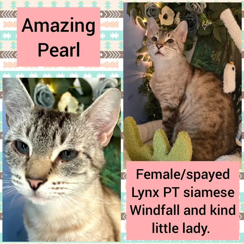 Pearl thumbnail 3