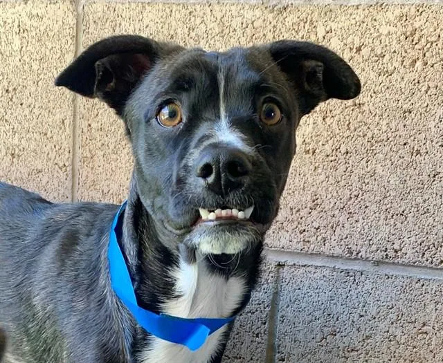 A young small-sized male Brown / Chocolate French Bulldog dog named SAVE ME PLEASE Ravi for adoption in San Marcos, CA