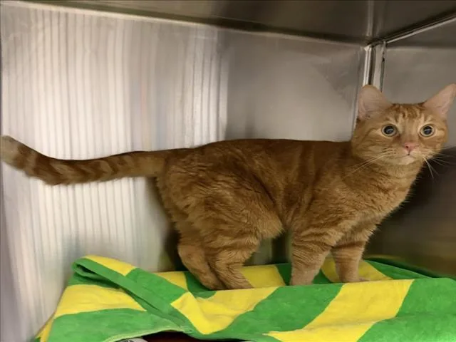 An adult small-sized male Domestic Short Hair cat named Persimmon for adoption in Derwood, MD