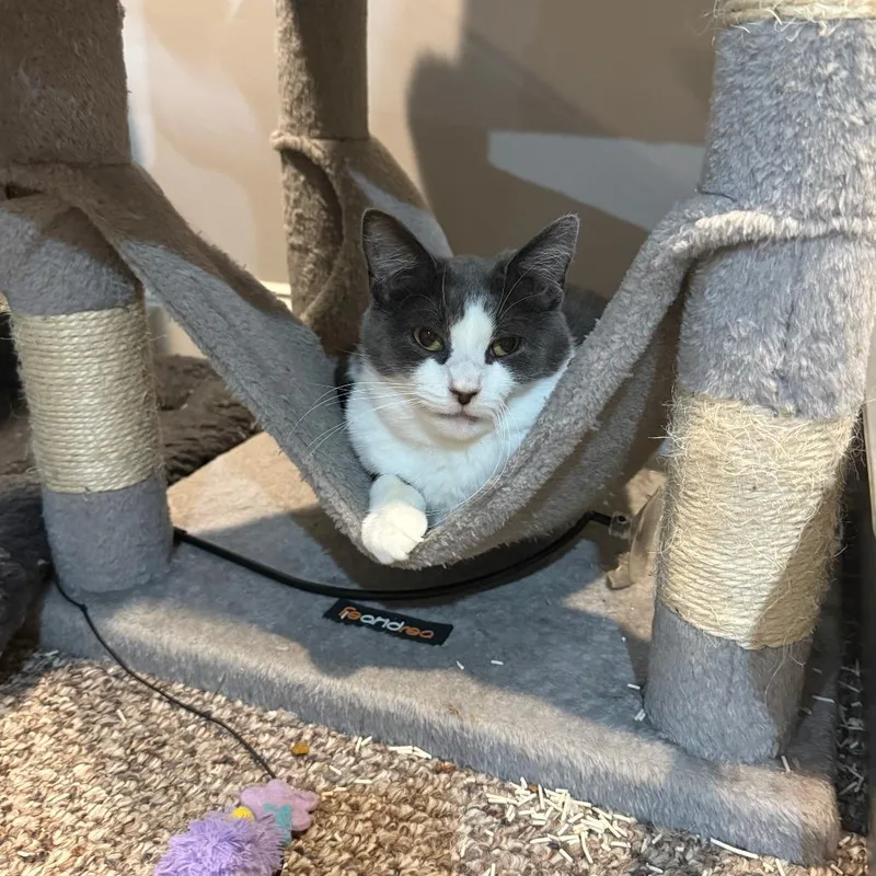 An adult medium-sized female Gray / Blue / Silver Domestic Short Hair cat named Lizard aka Lizzy for adoption in PITTSBURGH, PA