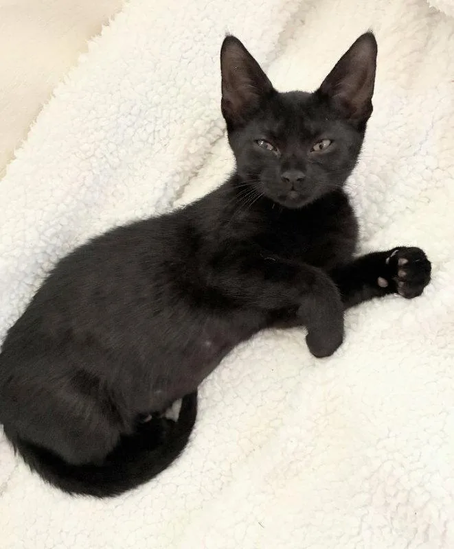 A young medium-sized female Black Domestic Short Hair cat named Franny for adoption in Ocala, FL