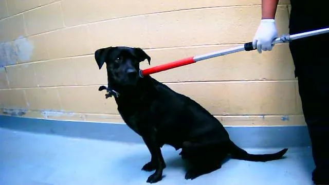 A young large-sized female Pit Bull Terrier dog named Thea for adoption in Tulsa, OK