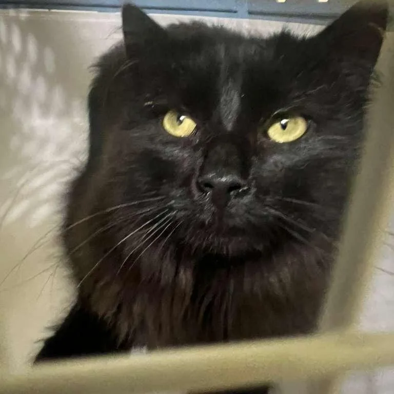 An adult small-sized male Black Domestic Long Hair cat named Octavio for adoption in Winchester, VA