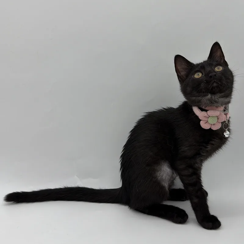 A baby medium-sized female Black Domestic Short Hair cat named Darling for adoption in Lucedale, MS