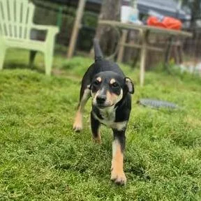 A young small-sized female Black Terrier dog named Brie for adoption in Dover, AR