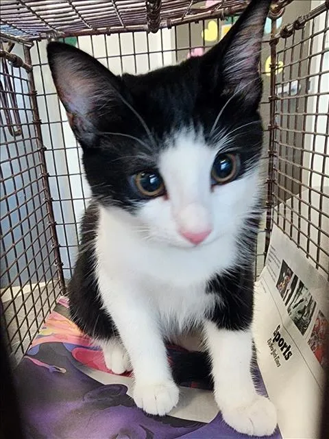 An adult medium-sized female Domestic Short Hair cat named Mikaela for adoption in Los Angeles, CA