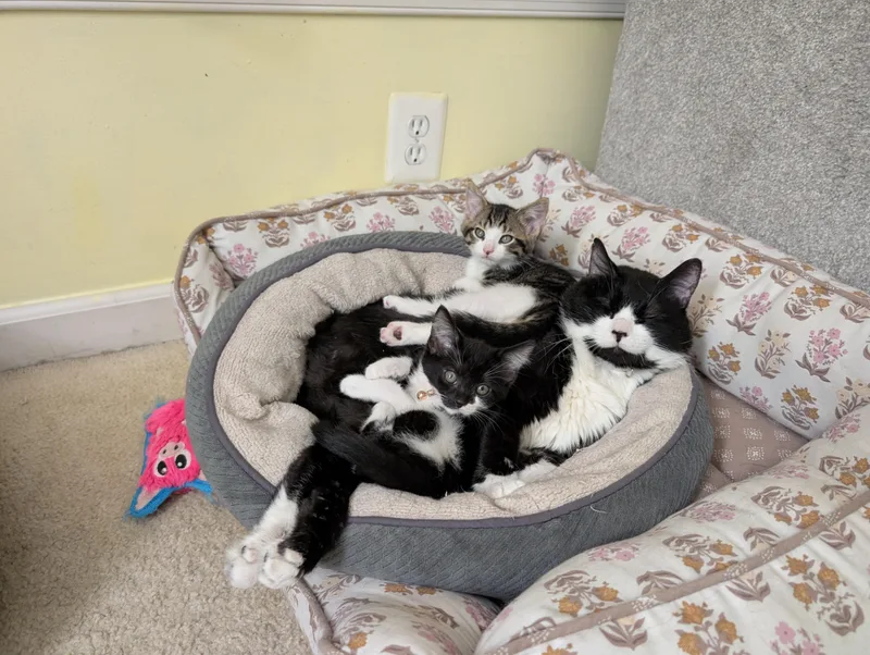 A baby small-sized male Domestic Short Hair cat named Dilly Bar for adoption in Sterling, VA