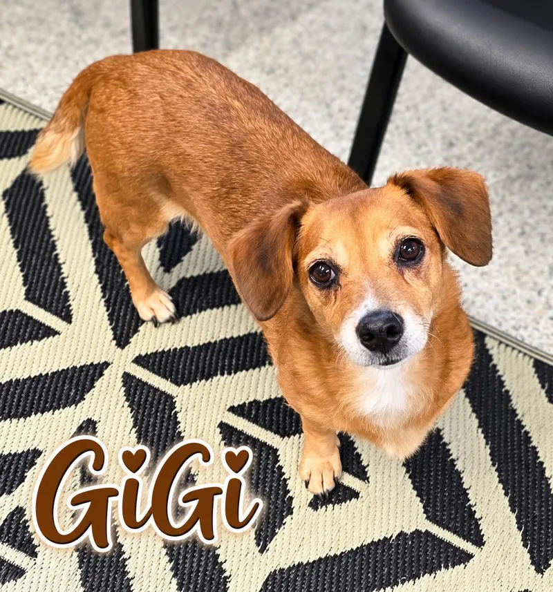An adult small-sized female Brown / Chocolate Dachshund dog named Gigi for adoption in Momence, IL