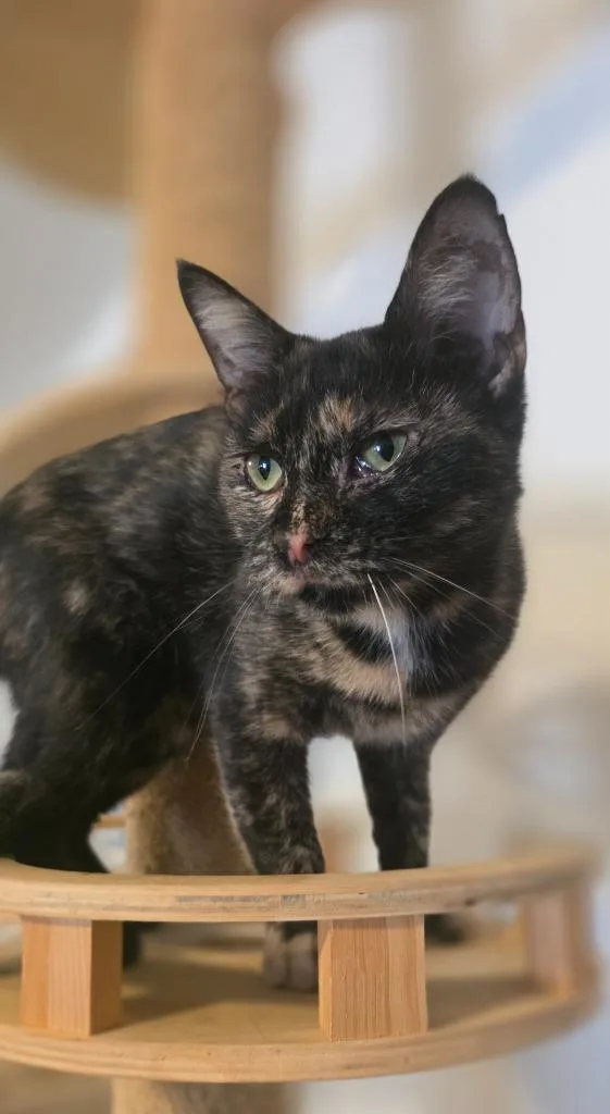 A baby medium-sized female Calico cat named Miss Pinky Pink Nose for adoption in Miami, OK