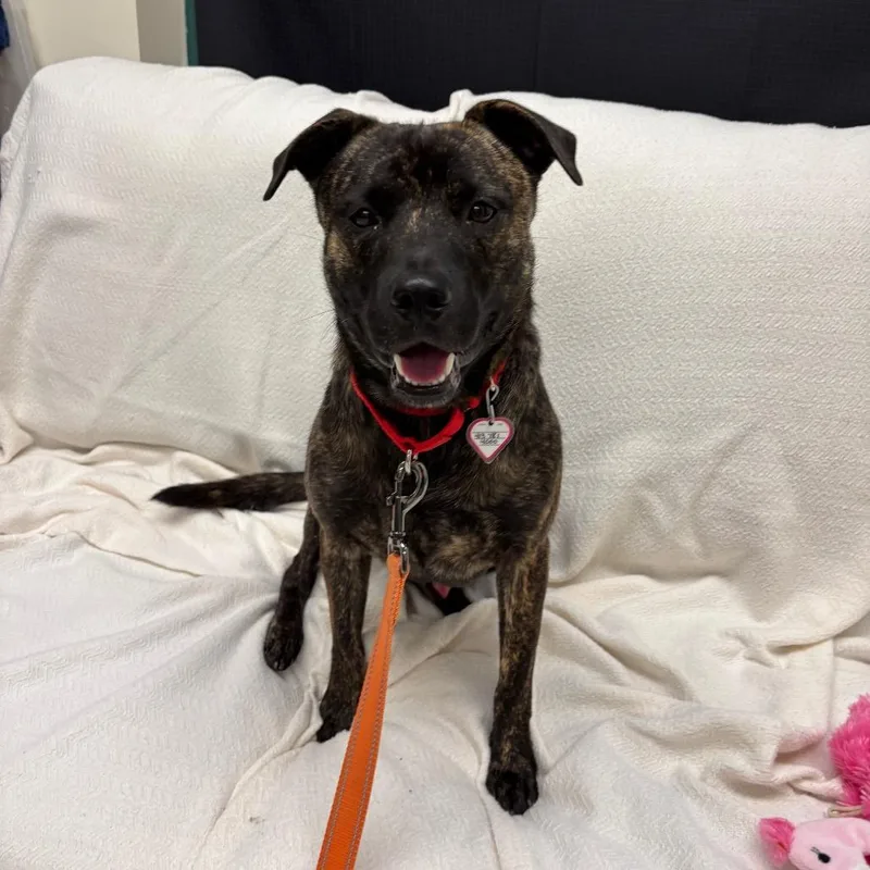 A young medium-sized male Brindle Pit Bull Terrier dog named Floyd for adoption in Springfield, MA