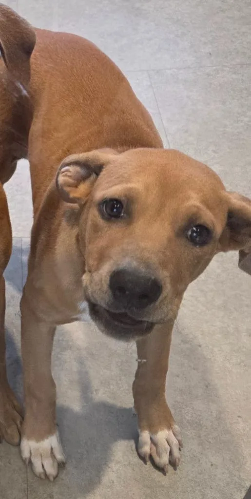 A baby medium-sized male Mixed Breed dog named Wiggles for adoption in Bossier City, LA