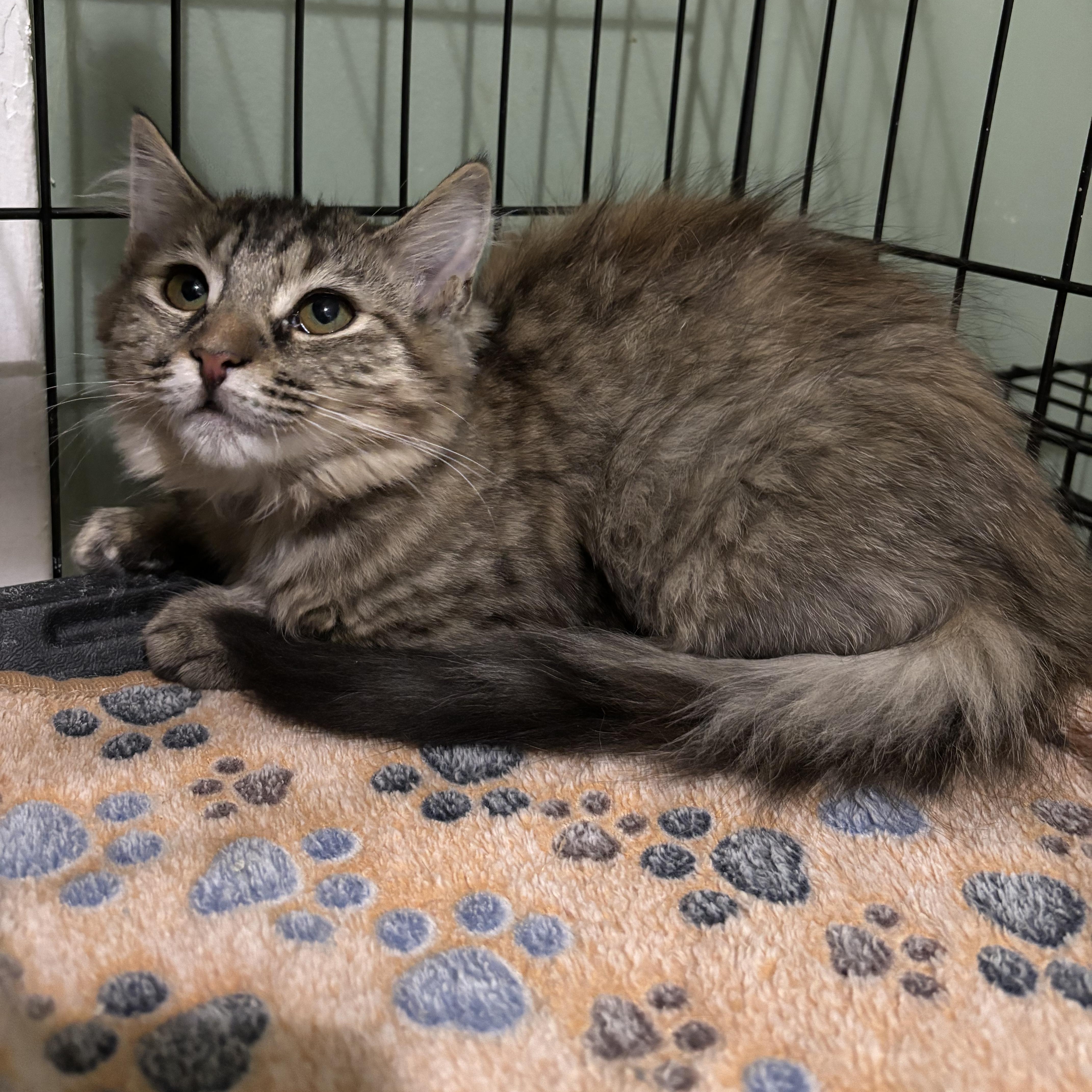 A baby small-sized female Tabby (Buff / Tan / Fawn) Domestic Medium Hair cat named Serrano for adoption in Richmond, VA