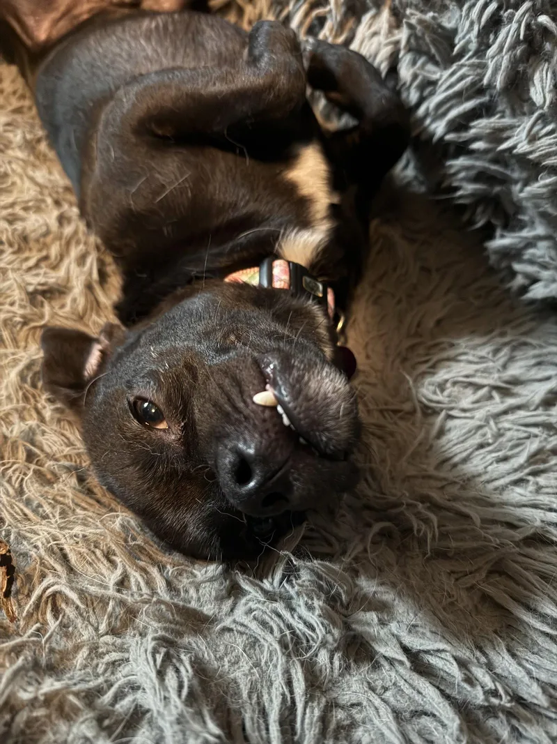An adult medium-sized male Chihuahua dog named Nibbler for adoption in Aurora, CO