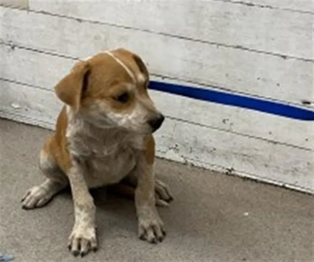 A baby small-sized male German Shepherd Dog dog named Harry Pupper for adoption in San Bernardino, CA