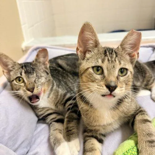 A baby small-sized male Tabby (Brown / Chocolate) Domestic Short Hair cat named Salem. for adoption in Tampa, FL