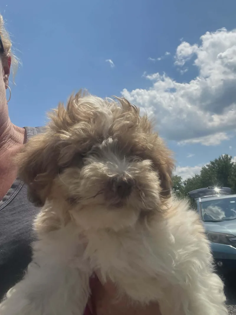 A baby small-sized female Maltese dog named Cherish for adoption in Havertown, PA