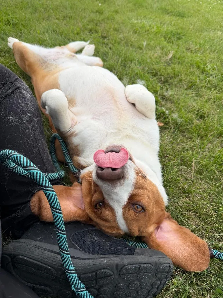 An adult medium-sized male Basset Hound dog named Kevin for adoption in Pierceton, IN