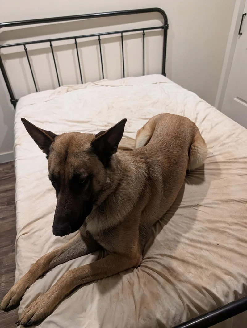 A young large-sized male Belgian Shepherd / Malinois dog named Scout for adoption in San Diego, CA