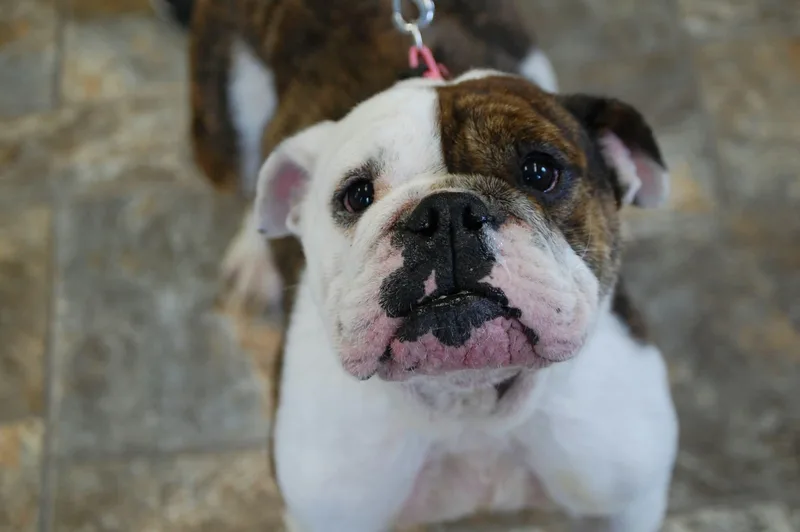 A young small-sized female English Bulldog dog named Bubbles for adoption in Anderson, IN