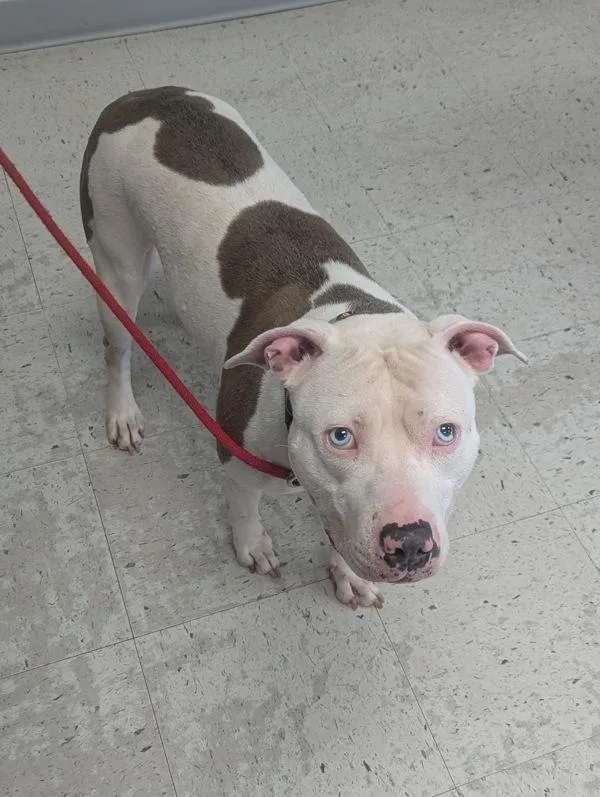 An adult medium-sized female Pit Bull Terrier dog named Kate for adoption in Salt Lake City, UT