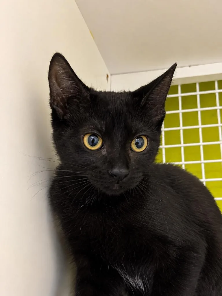 A baby small-sized female Domestic Short Hair cat named Tallulah for adoption in Gorham, ME