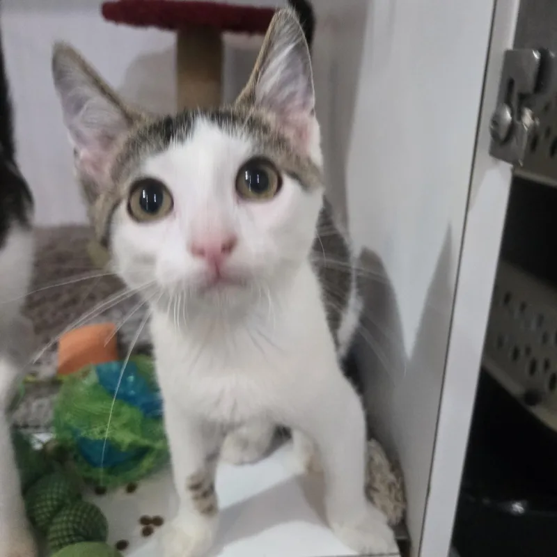 A baby medium-sized male Tabby (Brown / Chocolate) Domestic Short Hair cat named Toucan for adoption in Reeseville, WI