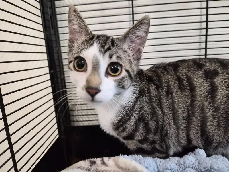 A baby small-sized male Domestic Short Hair cat named Pop for adoption in Bourbonnais, IL