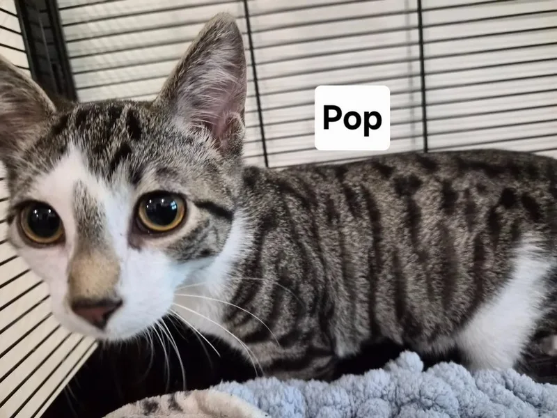 Pop thumbnail 2