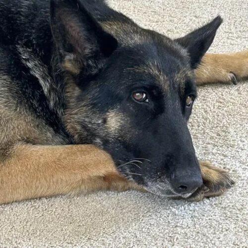 An adult large-sized female Bicolor German Shepherd Dog dog named Ginger for adoption in Raleigh, NC