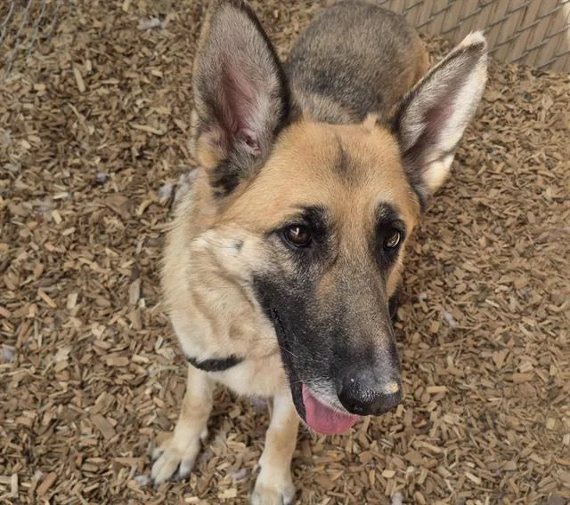 An adult medium-sized female German Shepherd Dog dog named Shay for adoption in Albuquerque, NM