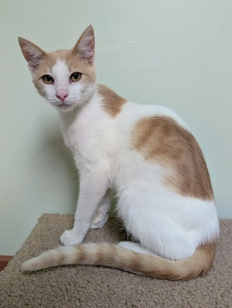 A young medium-sized male Domestic Short Hair cat named Mel for adoption in Newburgh, IN